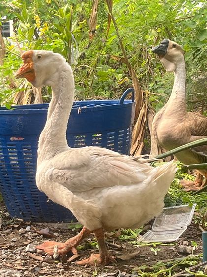 ลูกห่านหัวสิงห์ รูปที่ 12