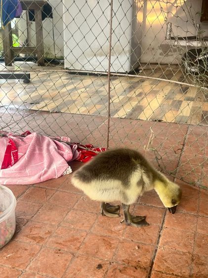 ลูกห่านหัวสิงห์ รูปที่ 2