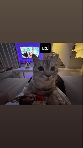 ลูกแมวสก็อตติช รูปที่ 3