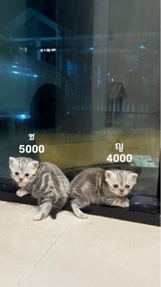 ลูกแมวสก็อตติช รูปที่ 2