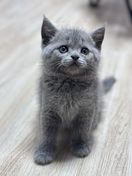 ลูกแมวบริติช เพศชาย