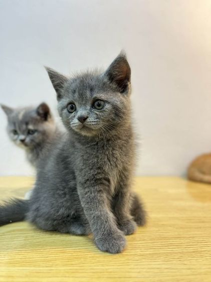 ลูกแมวบริติช เพศชาย รูปที่ 2