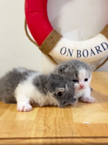 แมวมันช์กิ้น  Munchkin ( male ) รูปที่ 2