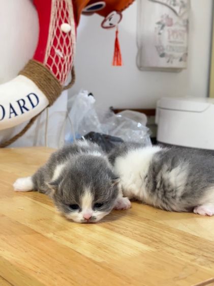 แมวมันช์กิ้น  Munchkin ( male ) รูปที่ 8