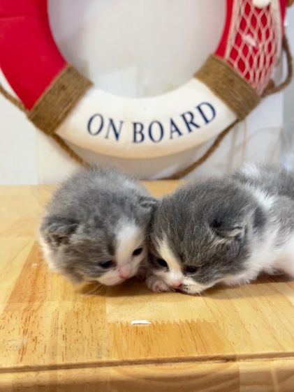 แมวมันช์กิ้น  Munchkin ( male ) รูปที่ 3
