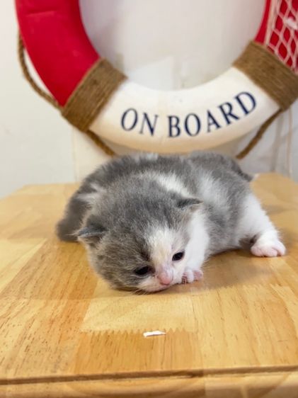 แมวมันช์กิ้น  Munchkin ( male ) รูปที่ 5