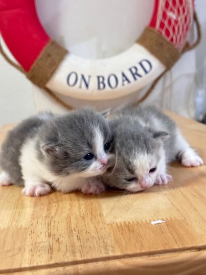 แมวมันช์กิ้น  Munchkin ( male ) รูปที่ 4