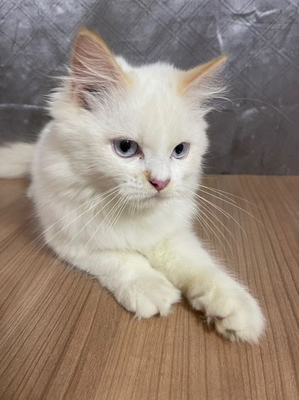 คนขายเลี้ยงเองครับ   น้องแมวพันธุ์ อเมริกันเคิร์ลผสมหิมาลายัน เพศชาย ตาสีฟ้า  รูปที่ 6