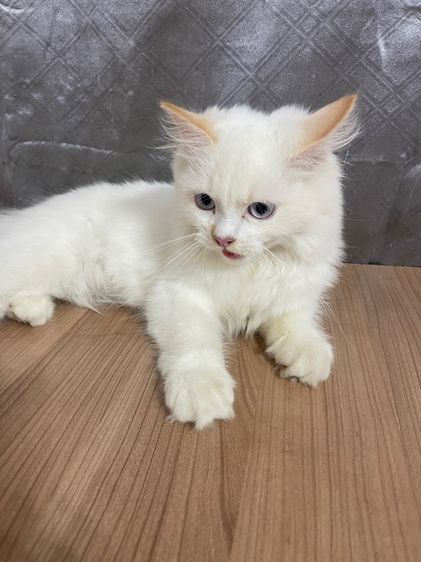 คนขายเลี้ยงเองครับ   น้องแมวพันธุ์ อเมริกันเคิร์ลผสมหิมาลายัน เพศชาย ตาสีฟ้า  รูปที่ 5