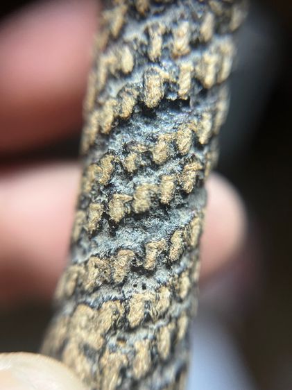 ตะกรุด4นิ้ว ไม่ทราบที่ (มีสินค้าหลายรายการกดเข้ามาดูในโปรไฟล์ได้เลยครับ) รูปที่ 8