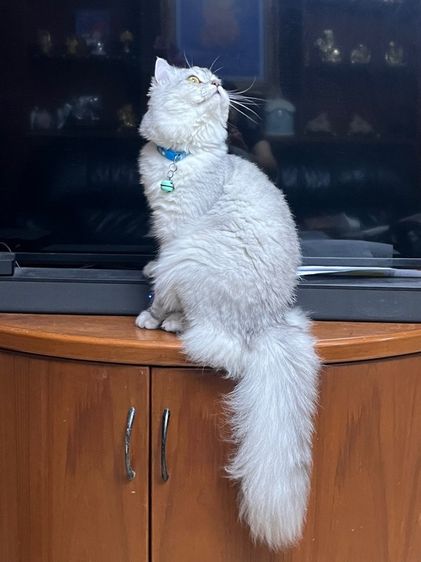 แมวสก็อตติช รูปที่ 17