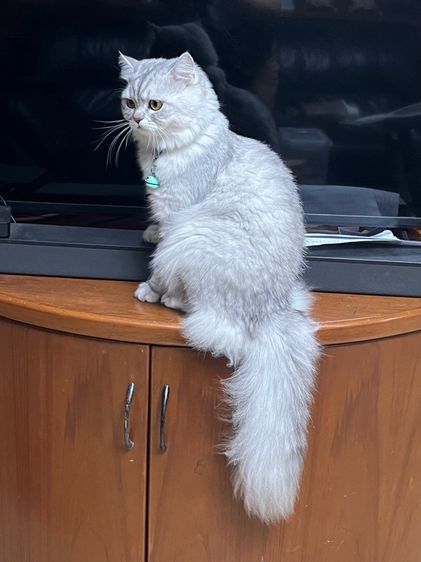 แมวสก็อตติช รูปที่ 14