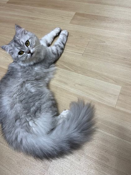 แมวสก็อตติช รูปที่ 16