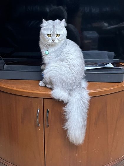 แมวสก็อตติช รูปที่ 15