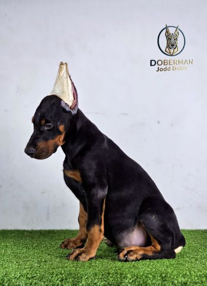 ลูกสุนัขโดเบอร์แมนสายยุโรป 100 ไม่มีสายเมกาปนผสมบนเพดดีกรี รูปที่ 13