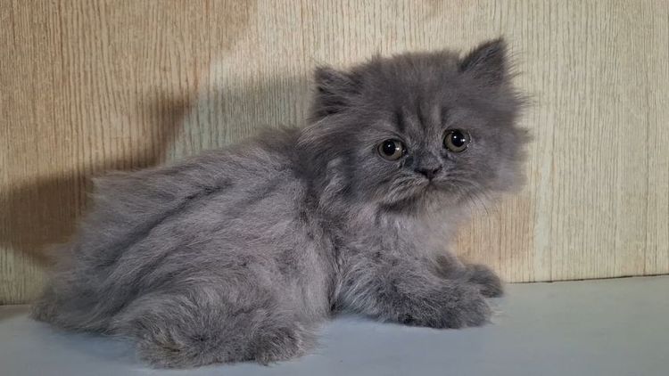 ลูกแมวบริติช (British Longhair) รูปที่ 4