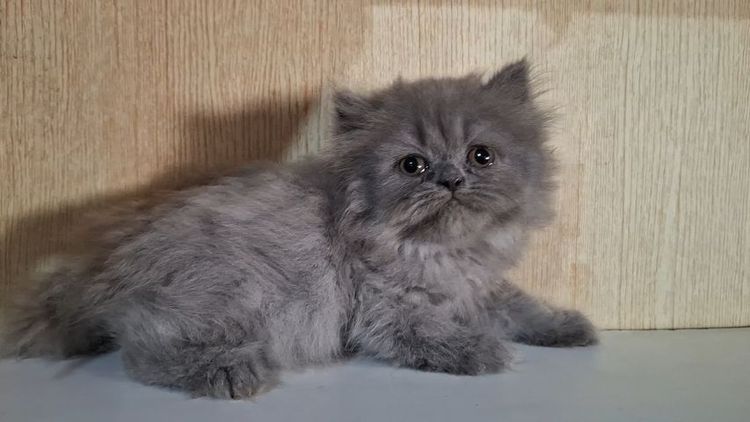 บริติช ชอร์ตแฮร์ (British Shorthair) ลูกแมวบริติช (British Longhair)