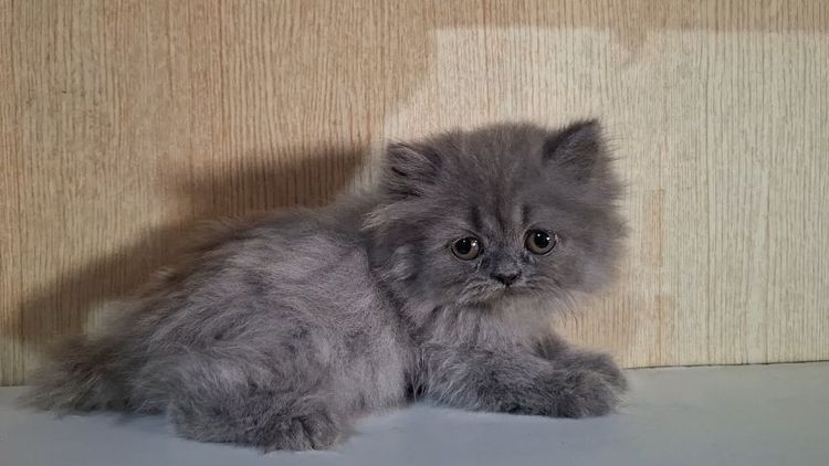 ลูกแมวบริติช (British Longhair) รูปที่ 2