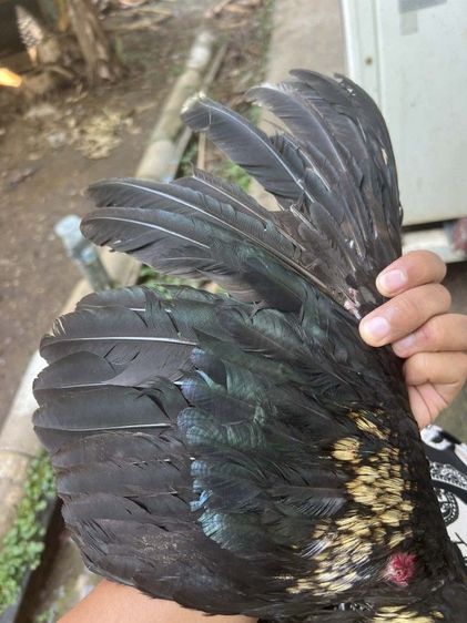 ปล่อยไก่ชนหนุ่มราคาถูก  รูปที่ 5