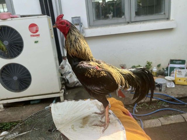 ปล่อยไก่ชนหนุ่มราคาถูก 