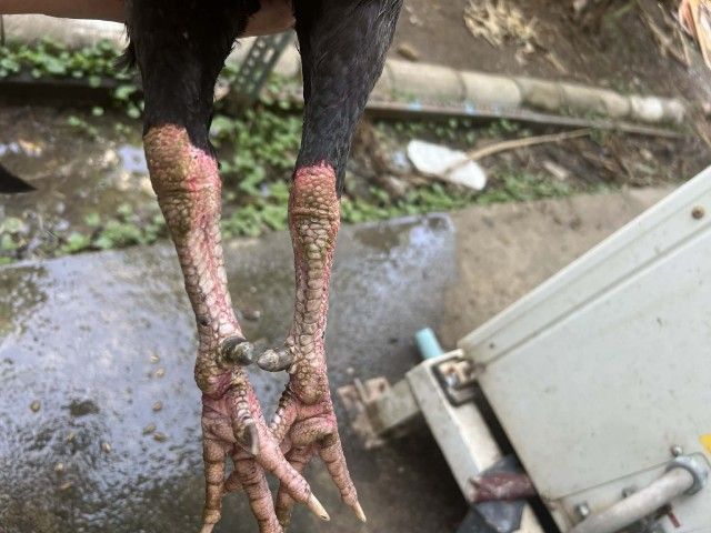 ปล่อยไก่ชนหนุ่มราคาถูก  รูปที่ 3