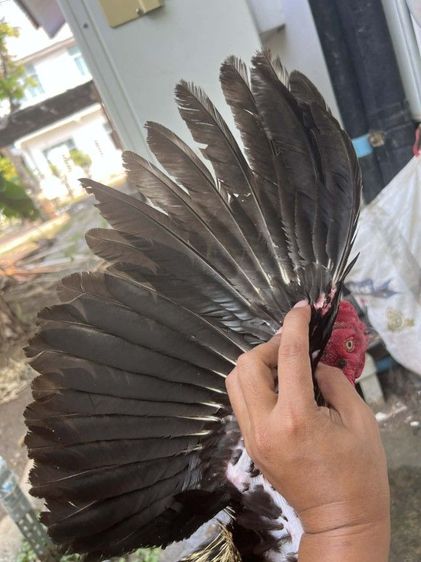 ปล่อยไก่ชนหนุ่มราคาถูก  รูปที่ 4