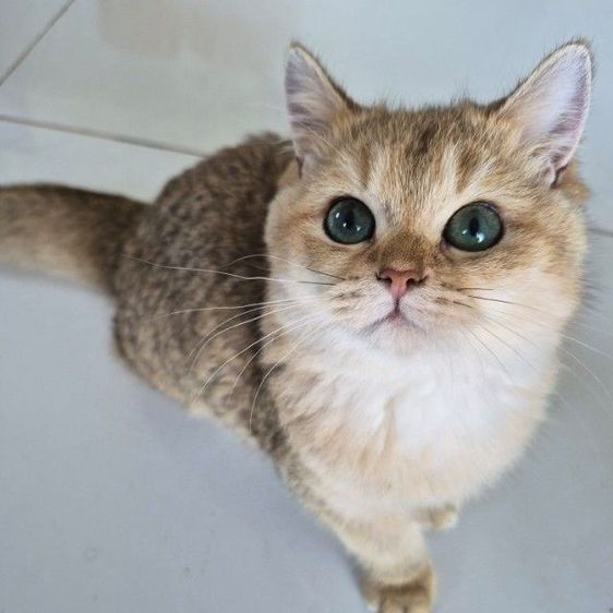 แมว