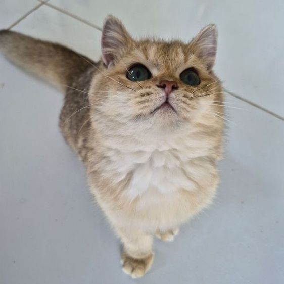 แมว รูปที่ 4