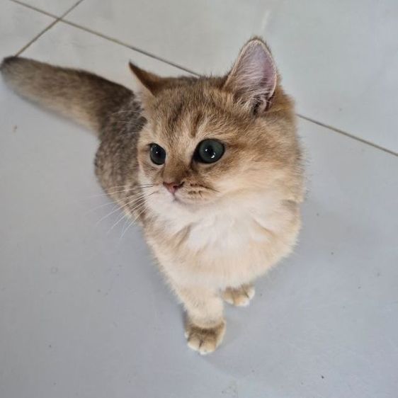 แมว รูปที่ 5