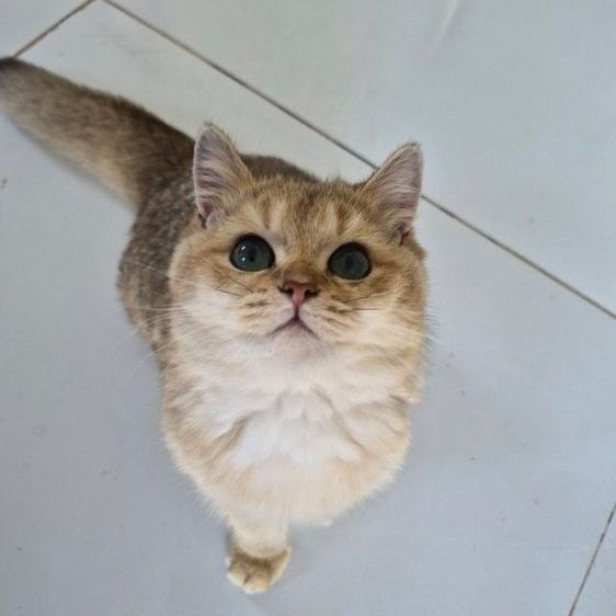 แมว รูปที่ 2