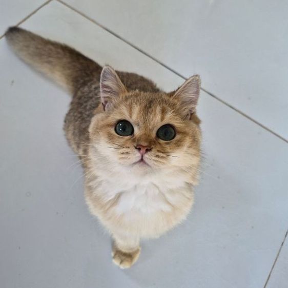 แมว รูปที่ 3