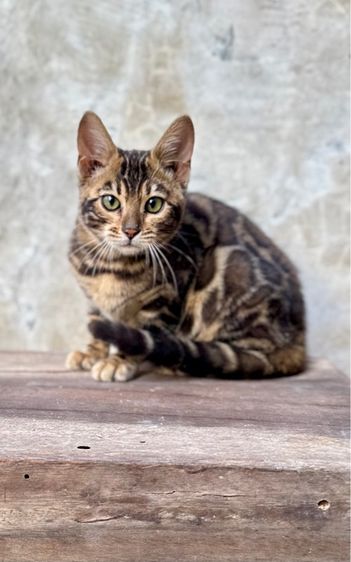 เสือจิ๋วประจำบ้าน Bengal แท้ ลายชัด เกรดคุณภาพ รูปที่ 5