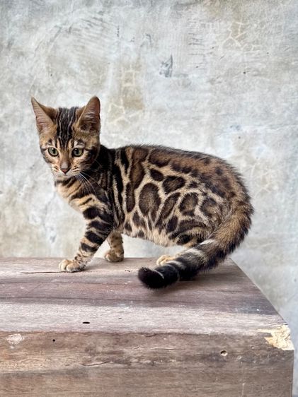 เสือจิ๋วประจำบ้าน Bengal แท้ ลายชัด เกรดคุณภาพ รูปที่ 6