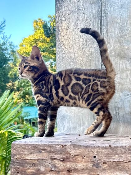เสือจิ๋วประจำบ้าน Bengal แท้ ลายชัด เกรดคุณภาพ รูปที่ 4