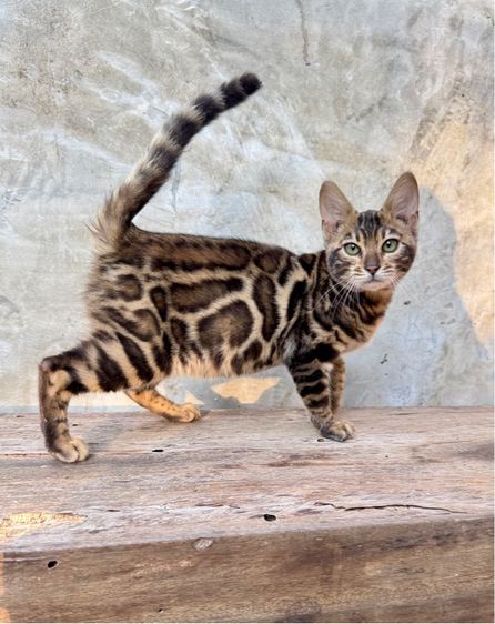 เสือจิ๋วประจำบ้าน Bengal แท้ ลายชัด เกรดคุณภาพ รูปที่ 2