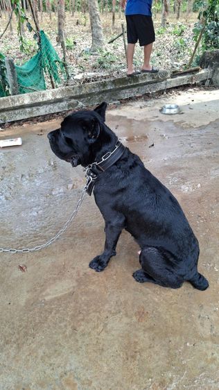 ขายเคนคอโซ่แท้ใหญ่ๆ รูปที่ 2