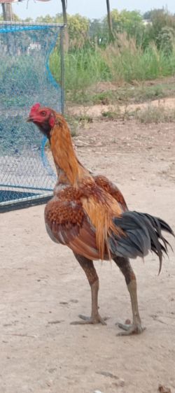 ไก่พม่า