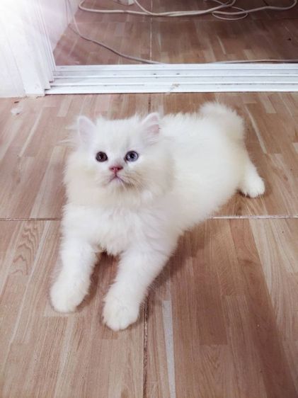 เปอร์เซีย (Persian) แมวเปอร์เซียเพศเมียอายุ2เดือนกว่า ตา2สี อ่วนน่ารัก
