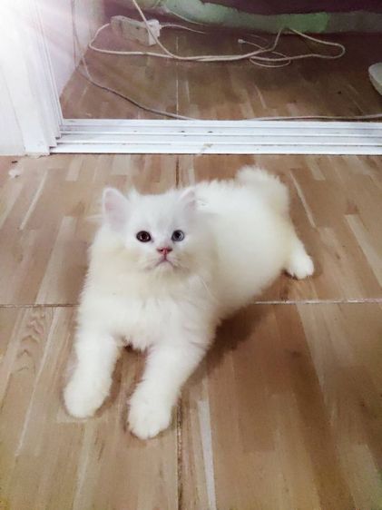 แมวเปอร์เซียเพศเมียอายุ2เดือนกว่า ตา2สี อ่วนน่ารัก รูปที่ 4