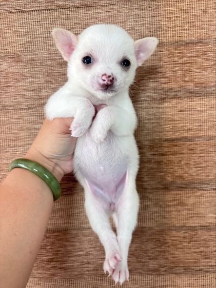 ชิวาวา (Chihuahua) เล็ก ชิวาว่า