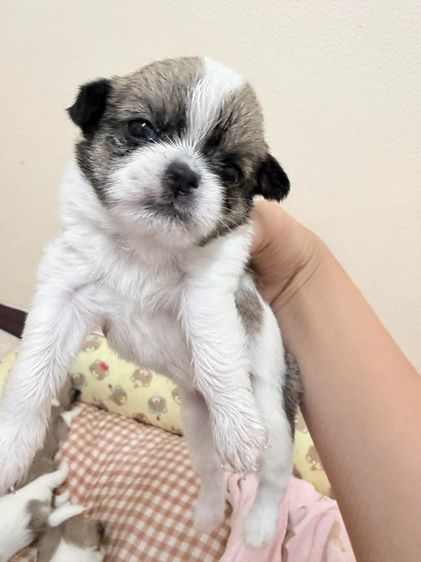 สุนัข รูปที่ 2