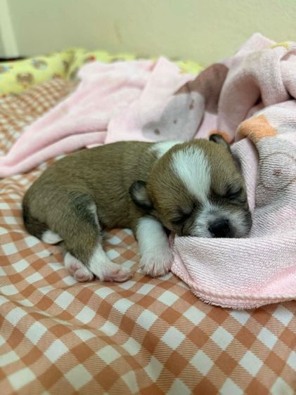 สุนัข รูปที่ 4