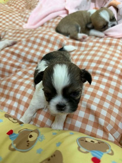 สุนัข รูปที่ 3