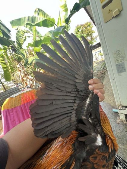 ไก่ชน รูปที่ 5