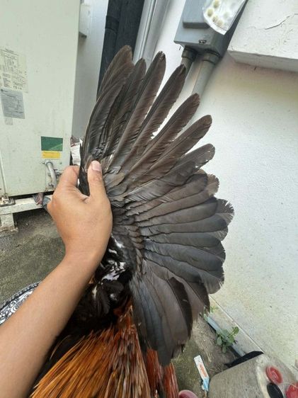 ไก่ชน รูปที่ 4