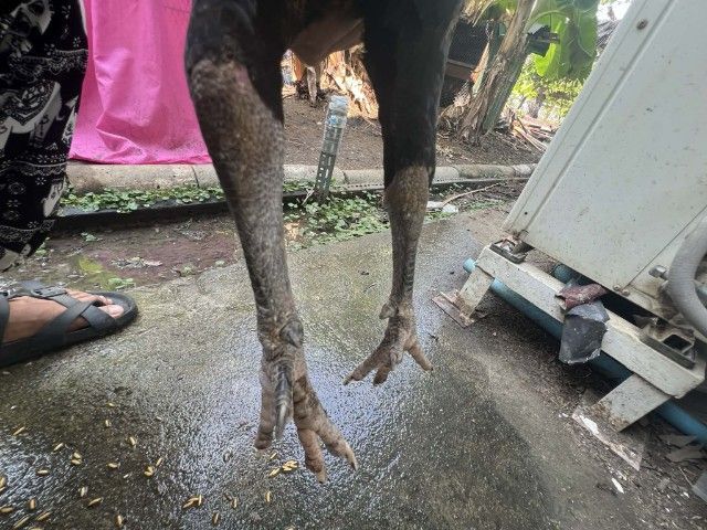 ไก่ชน รูปที่ 2