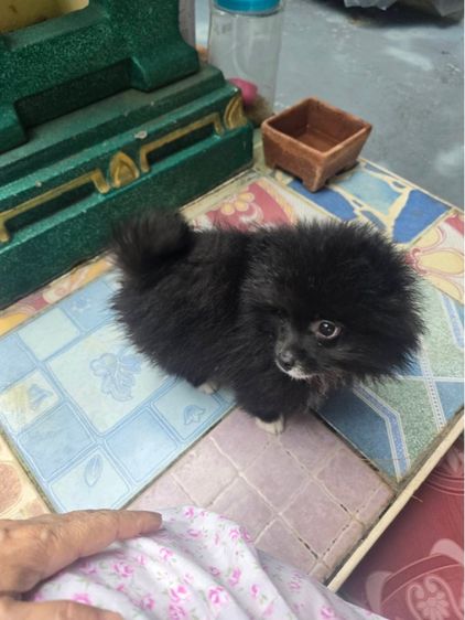 ปอมเมอเรเนียน (Pomeranian) เล็ก สุนัขพันธุ์ปอมแท้