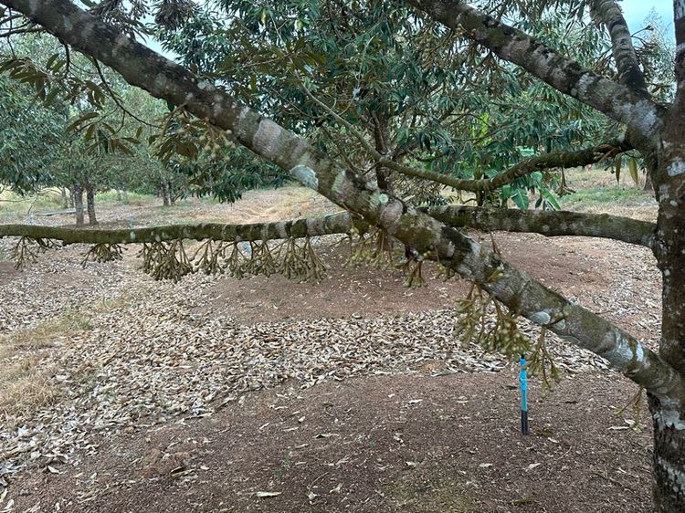 สวนทุเรียน พร้อมอาคาร รูปที่ 3