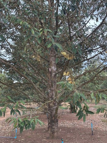 สวนทุเรียน พร้อมอาคาร รูปที่ 2