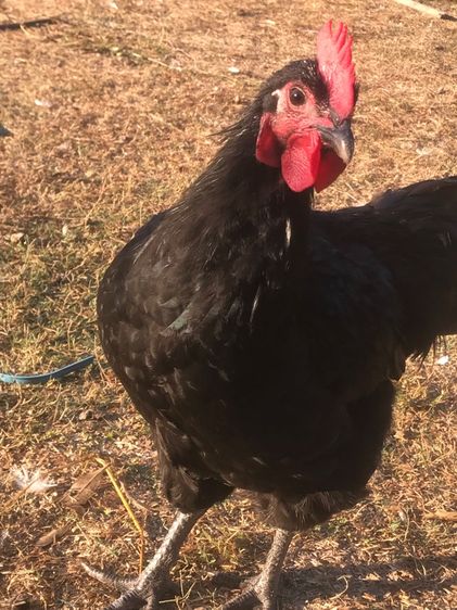 ลูกไก่ออสตาลอป รูปที่ 3